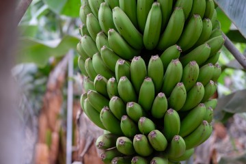 Non chiamatela &ldquo;banana&rdquo;!