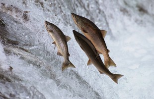 Il salmone