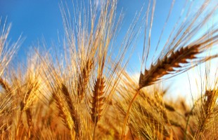 Il boom del grano duro
