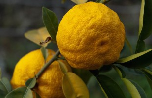 Tutti dicono Yuzu