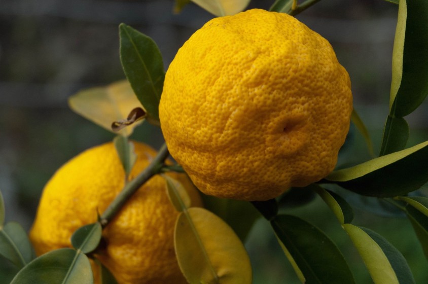 Tutti dicono Yuzu