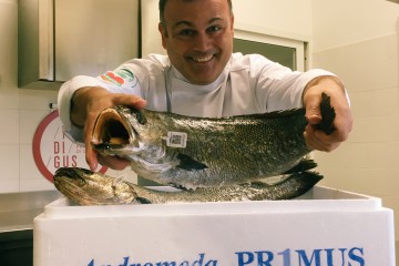 L'ombrina da scoprire