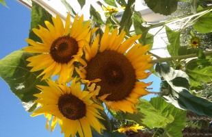 Olio di girasole alto oleico