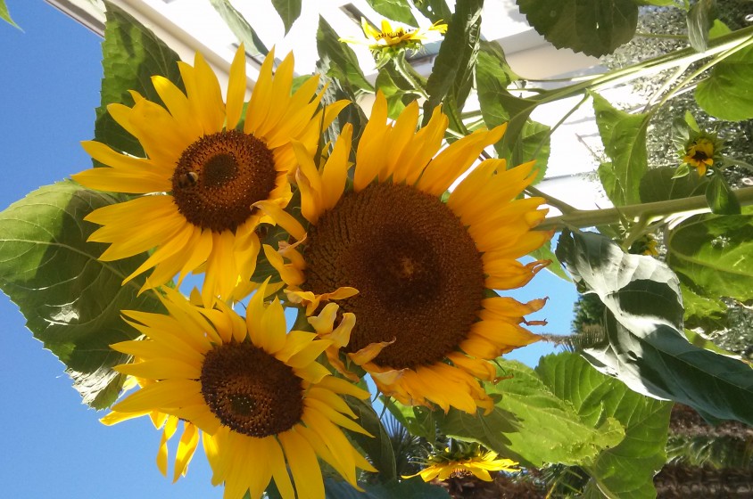 Olio di girasole alto oleico