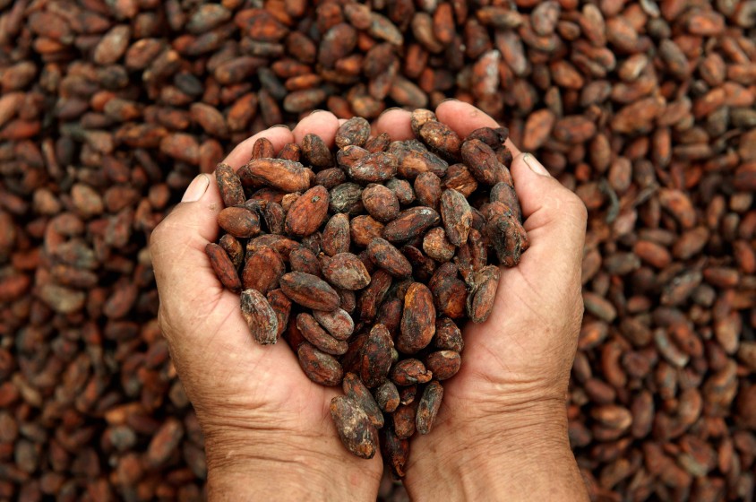 Cacao e lavoro minorile