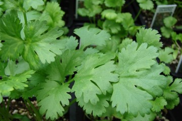 Coriandolo: o si odia, o si ama