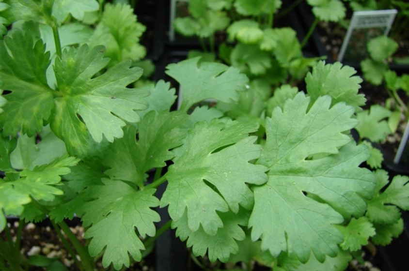 Coriandolo: o si odia, o si ama