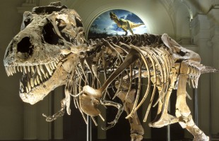 Che sapore aveva un dinosauro?