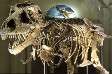 Che sapore aveva un dinosauro?