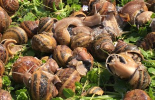 Lumache&hellip;sulla pizza