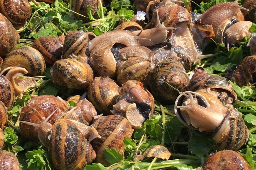 Lumache&hellip;sulla pizza