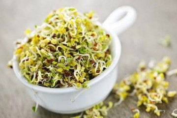 Germogli di alfalfa