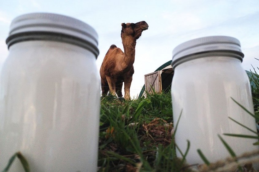 Il latte di cammello