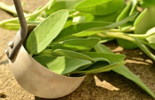 La salvia 
