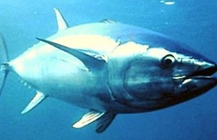 Allarme mercurio nel pesce