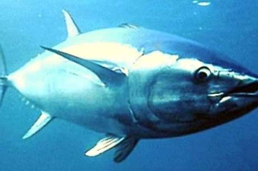 Allarme mercurio nel pesce