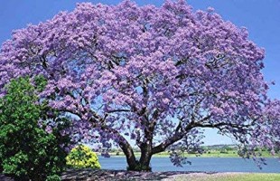 L&rsquo;albero Imperatrice 