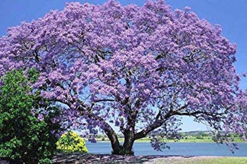 L&rsquo;albero Imperatrice 