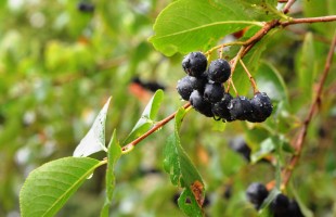 Le portentose bacche di aronia