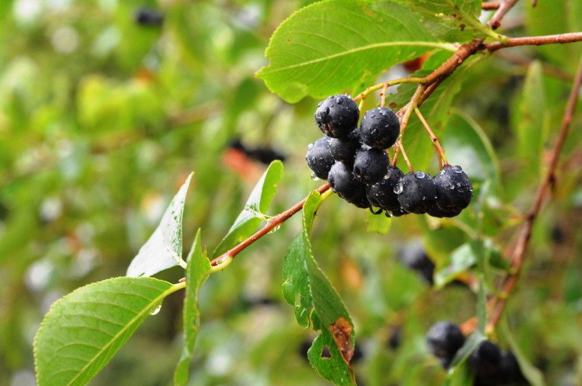 Le portentose bacche di aronia