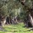 Xylella: quale soluzione?