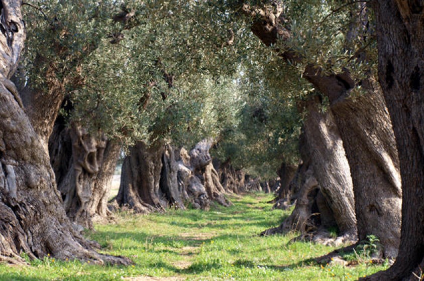 Xylella: quale soluzione?