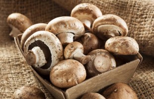 I funghi 