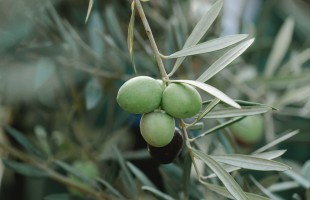 La canzone dell&rsquo;ulivo