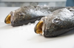 Ombrina, pesce da scoprire