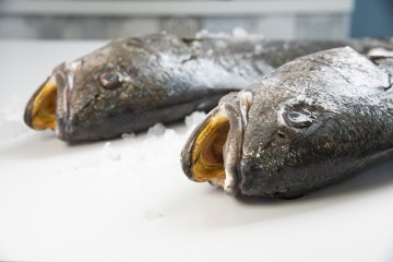 Ombrina, pesce da scoprire