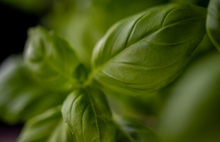 Il basilico 