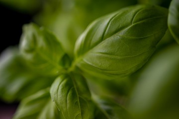 Il basilico 