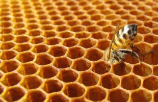 Un premio per Beeing