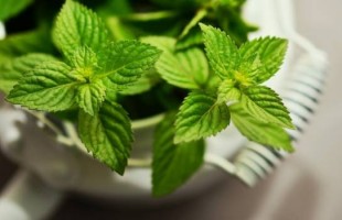 Profumo di.... menta