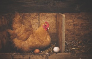 Galline
