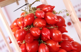 I pomodori da serbo