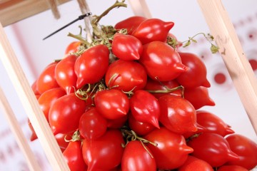 I pomodori da serbo