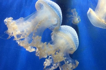 Meduse... in tavola?