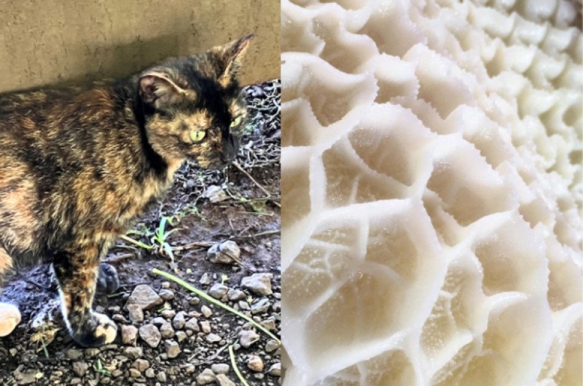 Non c&rsquo;&egrave; trippa per gatti!