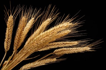 La verit&agrave; sui grani antichi 