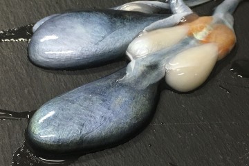 In cucina con il nero di seppia 