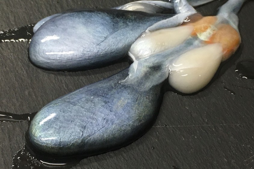 In cucina con il nero di seppia 