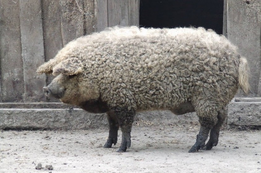 Hai mai visto un Mangalitza?