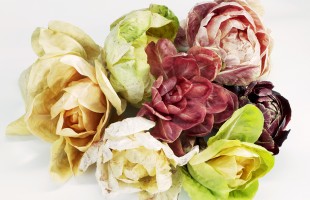 Il radicchio