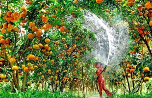 Il giardino dei frutti