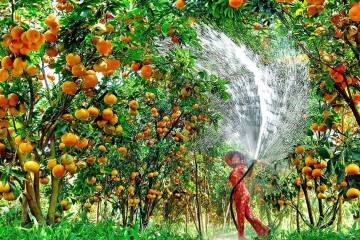 Il giardino dei frutti