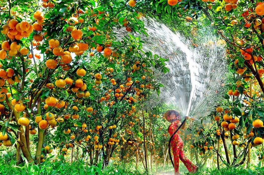 Il giardino dei frutti
