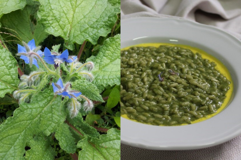 In cucina con la borragine 