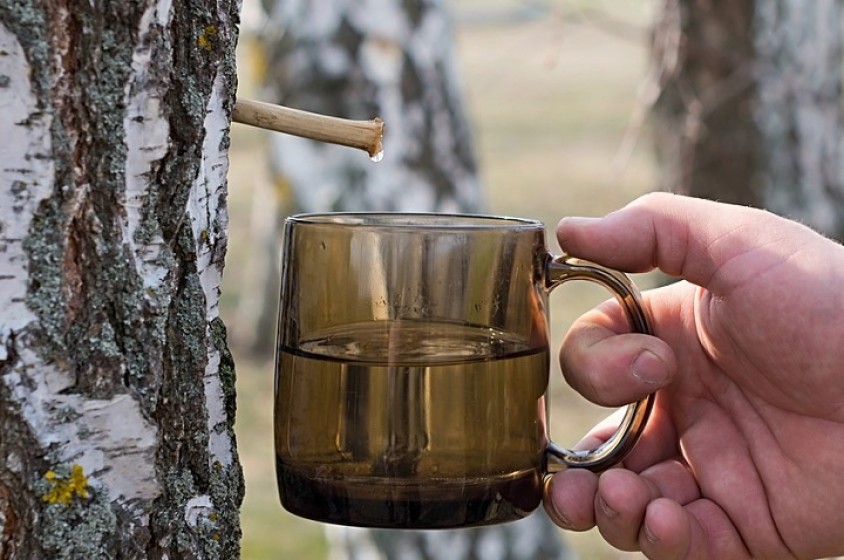 Cos&rsquo;&egrave; la Birch Water?