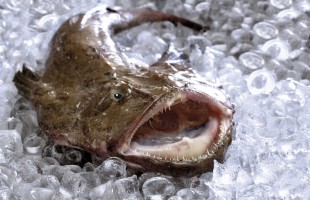 La rana pescatrice